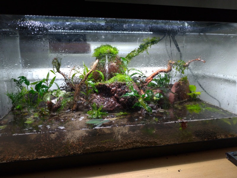 Fouiny paludarium - Page 3 P_201921