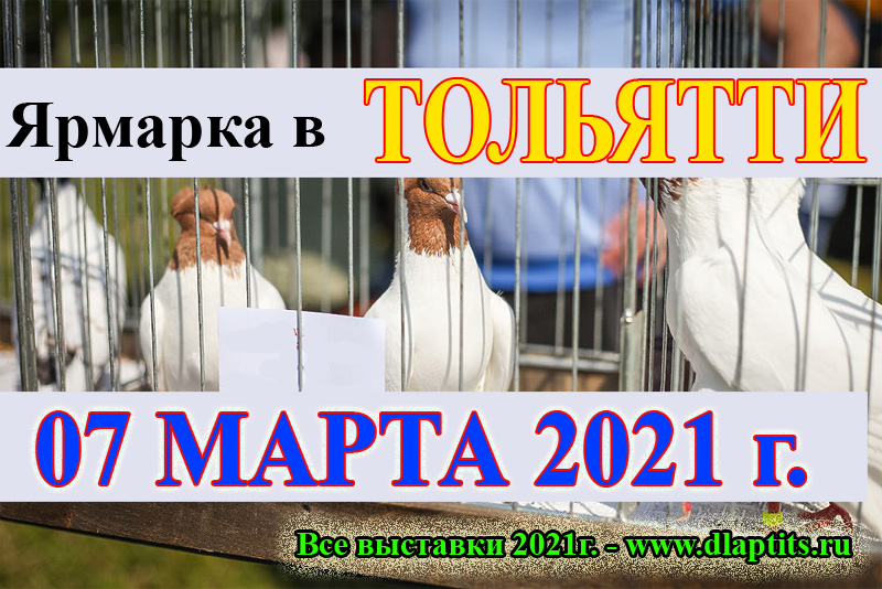 Ярмарка голубей в 2021г. в г. Тольятти Caa_i_20