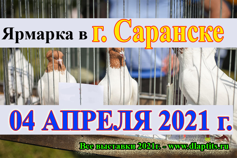 Выставка голубей в Саранске 2021 Caa_i_21