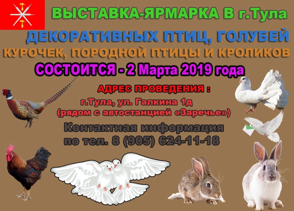 ВЫСТАВКА ГОЛУБЕЙ В ТУЛЕ 2 Марта 2019 года J2fjk-10