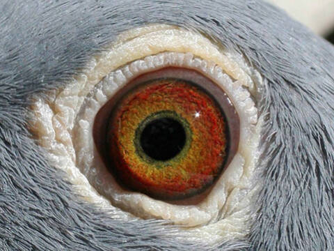 Глаза Голубей Фото