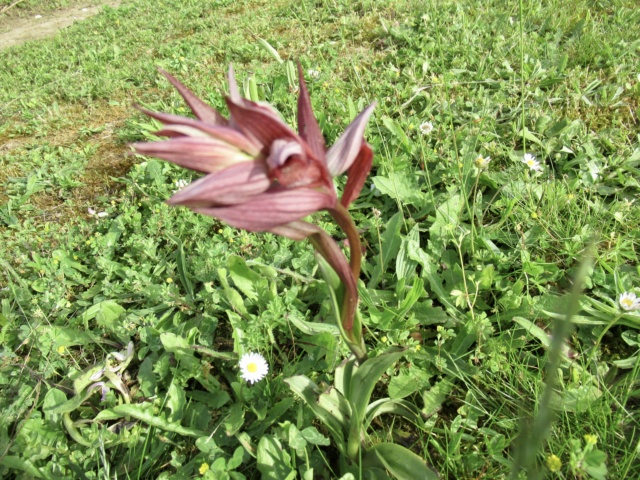 Les tulipes sauvages  et autres fleurs en Sud Gironde  32391910