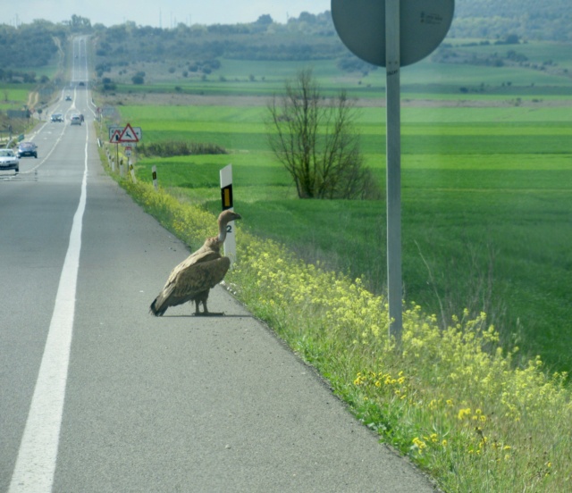 La discussion pour le concours photo octobre 2022: rencontres animalières - Page 3 3f2fab10