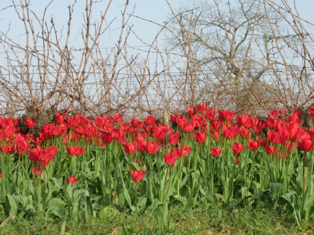 Les tulipes sauvages  et autres fleurs en Sud Gironde  5a93e610