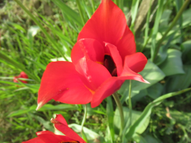 Les tulipes sauvages  et autres fleurs en Sud Gironde  76f95410