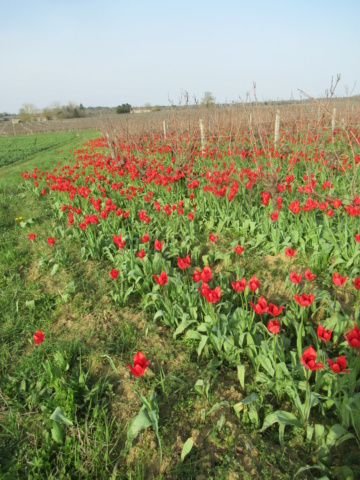 Les tulipes sauvages  et autres fleurs en Sud Gironde  Cf577d10