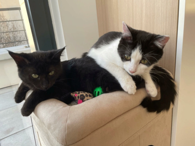 Nouvelles des chats adoptés en 2021 Rin_ry13