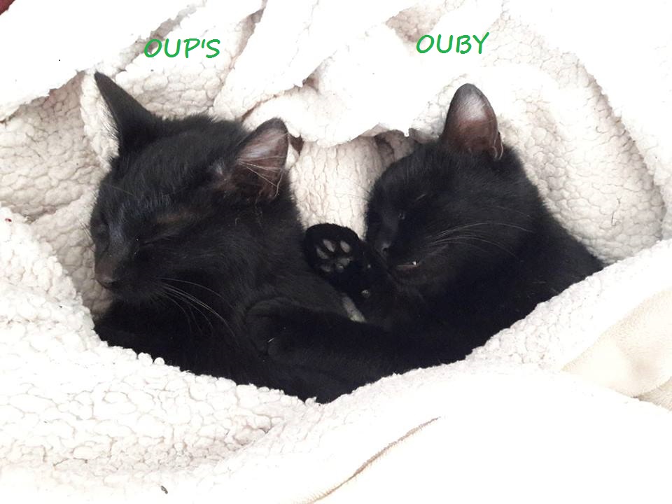 Ouby, femelle type européenne noir, née 1er mai 2018 Oups_e12