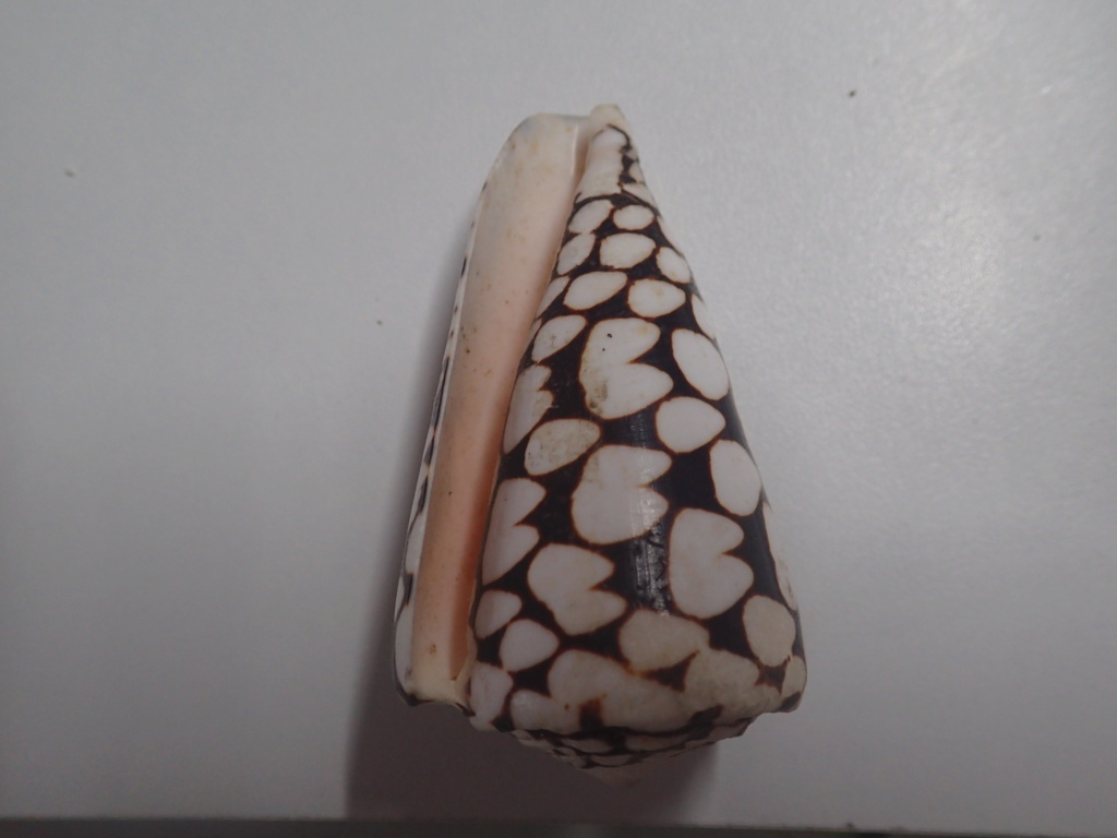 Conus_marmoreus P2150013