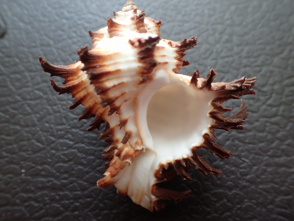 Hexaplex chicoreus? P3020010