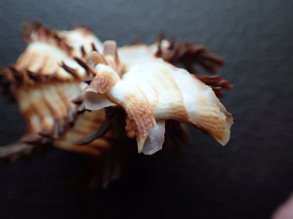 Hexaplex chicoreus? P3020011