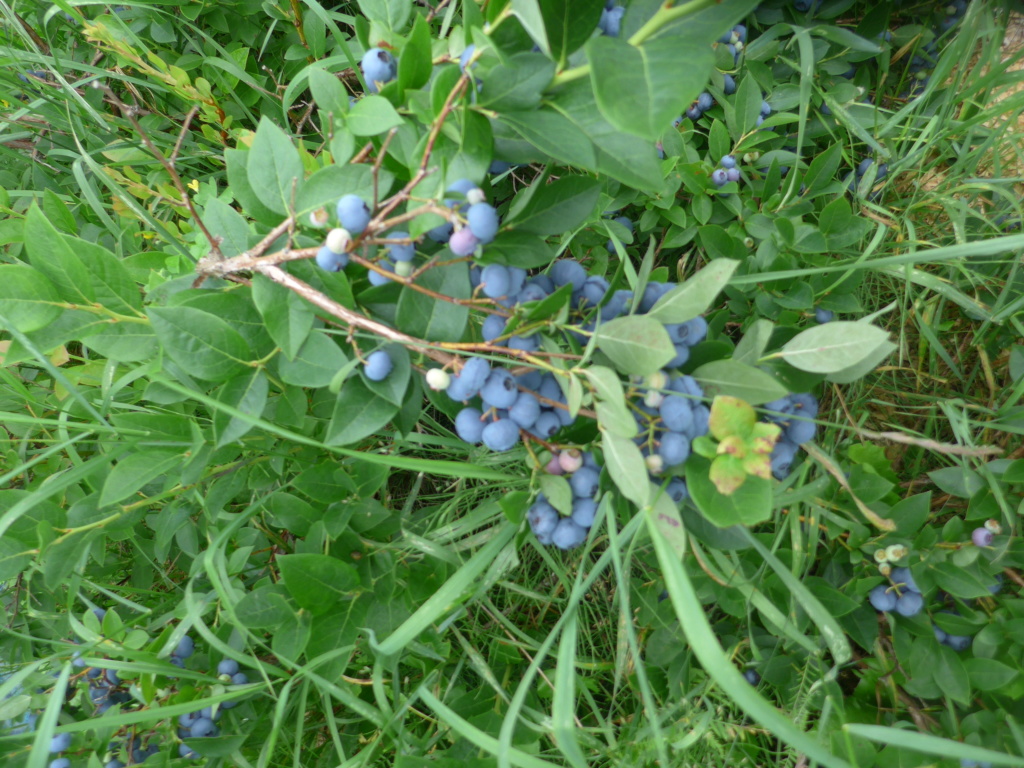 C'est le temps des Bleuets P1040812