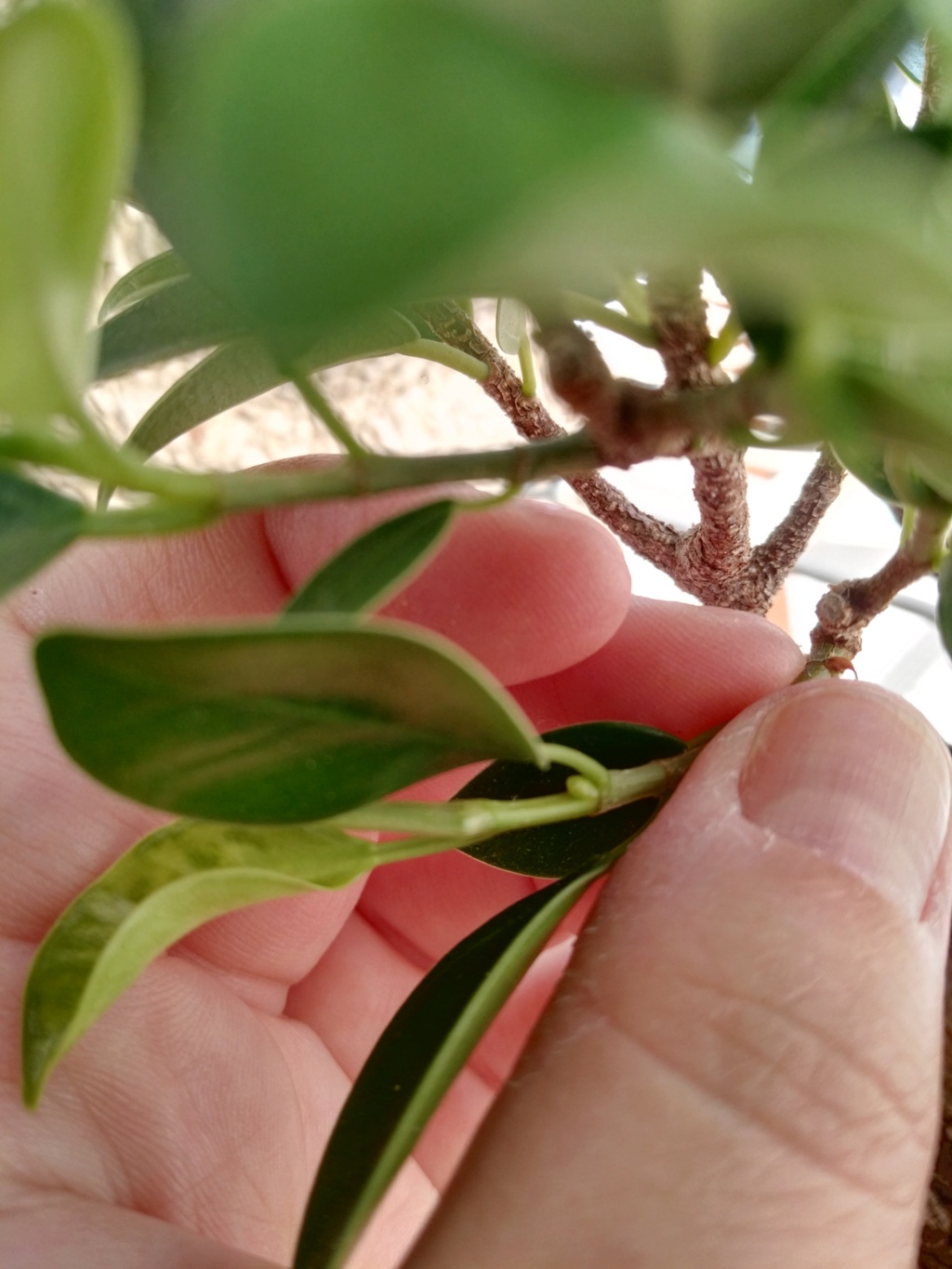 Ficus microcarpa con higos? Img_2013