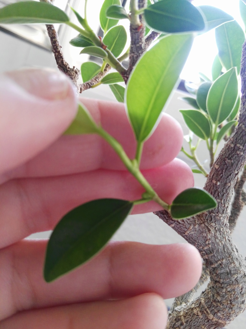 Ficus microcarpa con higos? Img_2014
