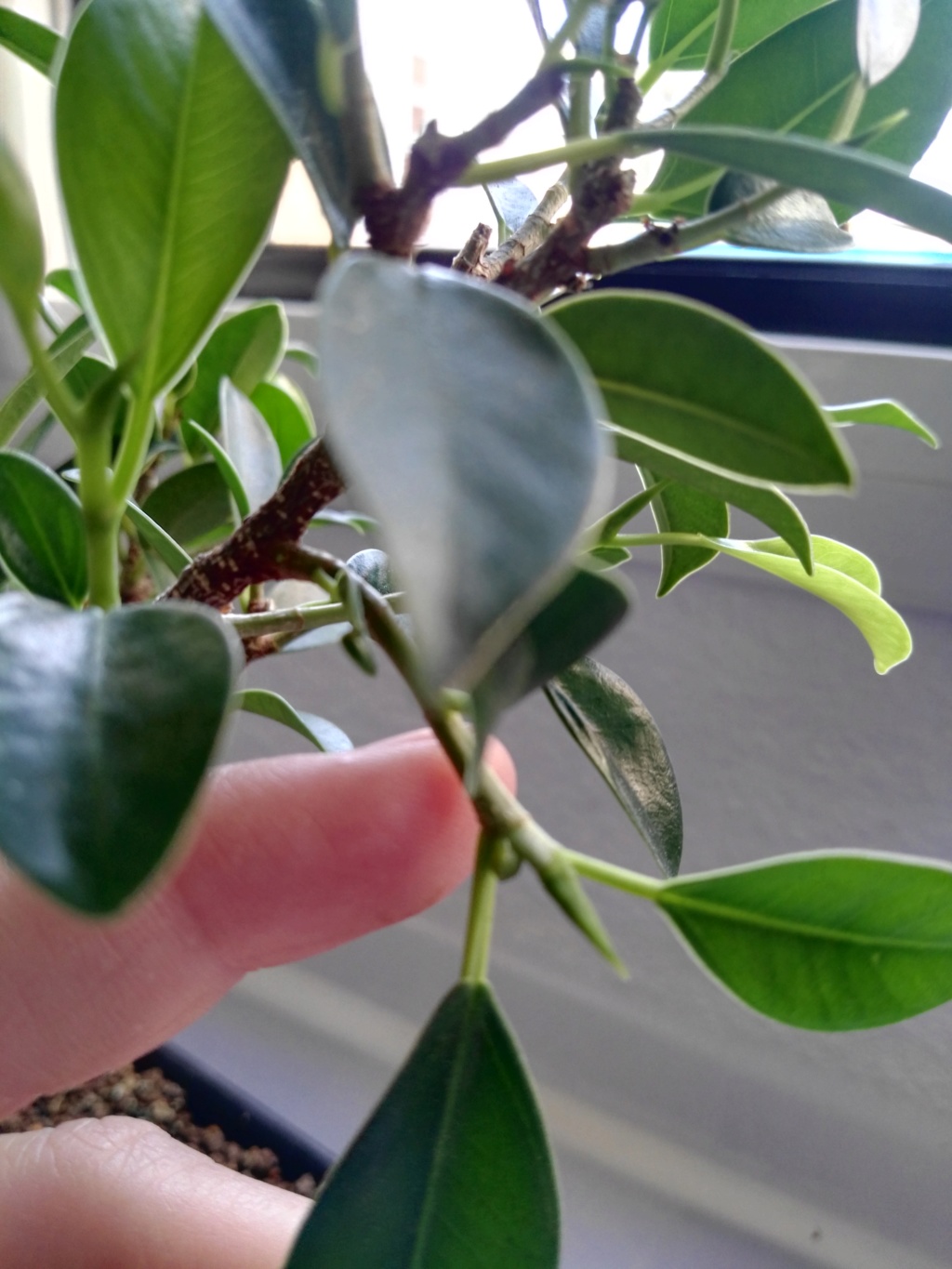 Ficus microcarpa con higos? Img_2015