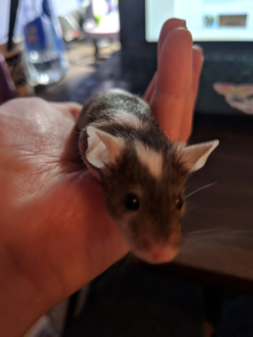 My Mouse Dossier Thyme10