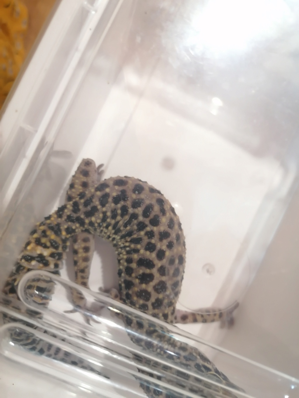 Point blanc gecko léopard Img_2158