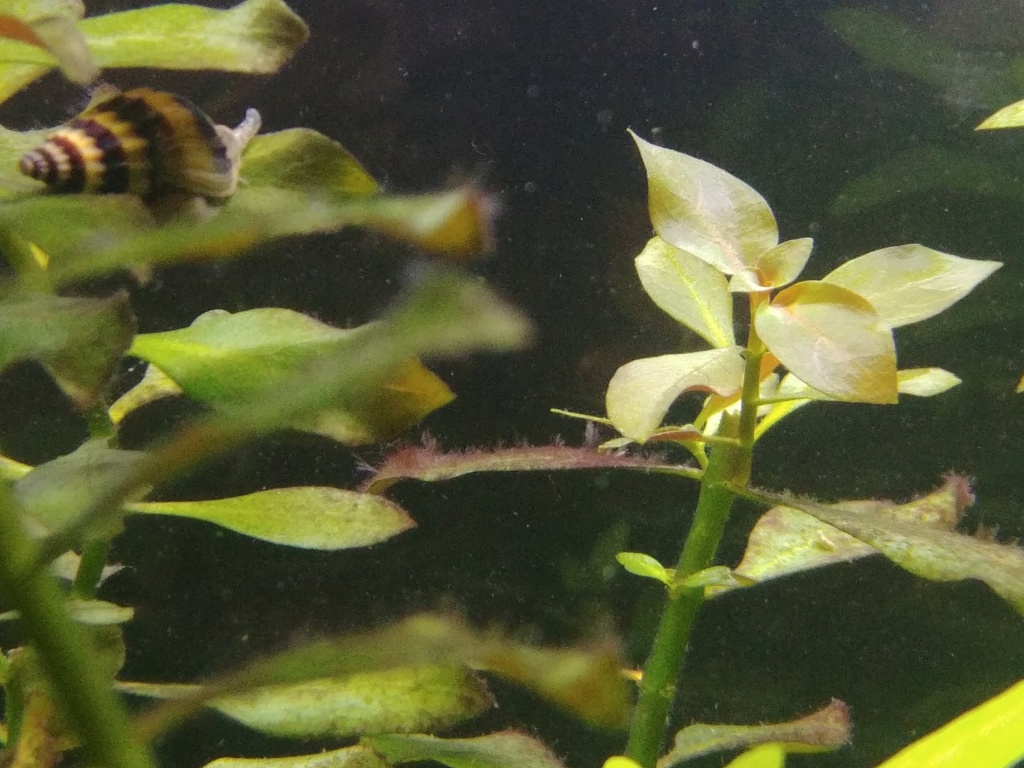 plantes qui deviennent jaunes et algues sur vitre Algues10
