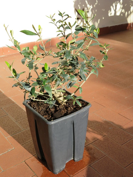 un nuovo arrivato. il mio olivo (Olea europaea) 05-03-10