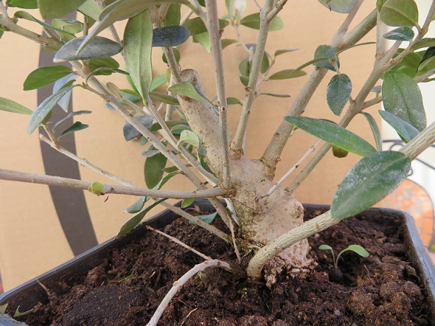 un nuovo arrivato. il mio olivo (Olea europaea) 05-03-11