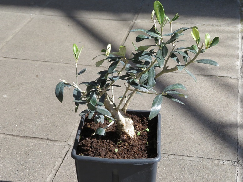 un nuovo arrivato. il mio olivo (Olea europaea) 06-03-10