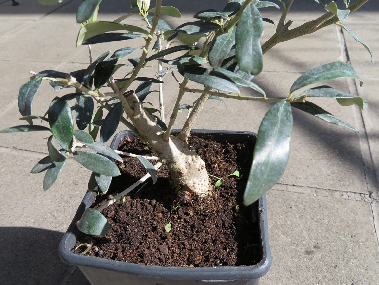 un nuovo arrivato. il mio olivo (Olea europaea) 06-03-11