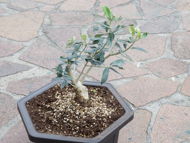 un nuovo arrivato. il mio olivo (Olea europaea) 13-03-10