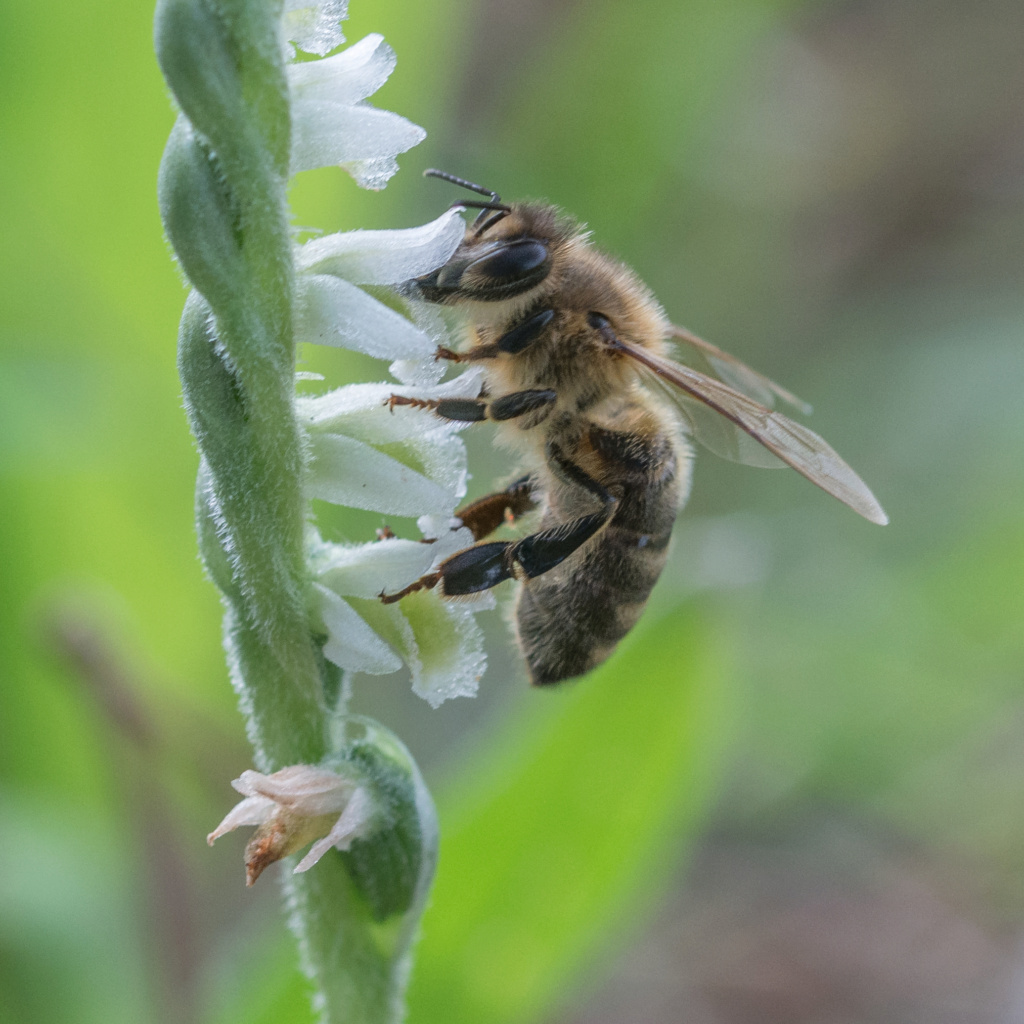 Spiranthe du Var et abeille domestique _dsc6117