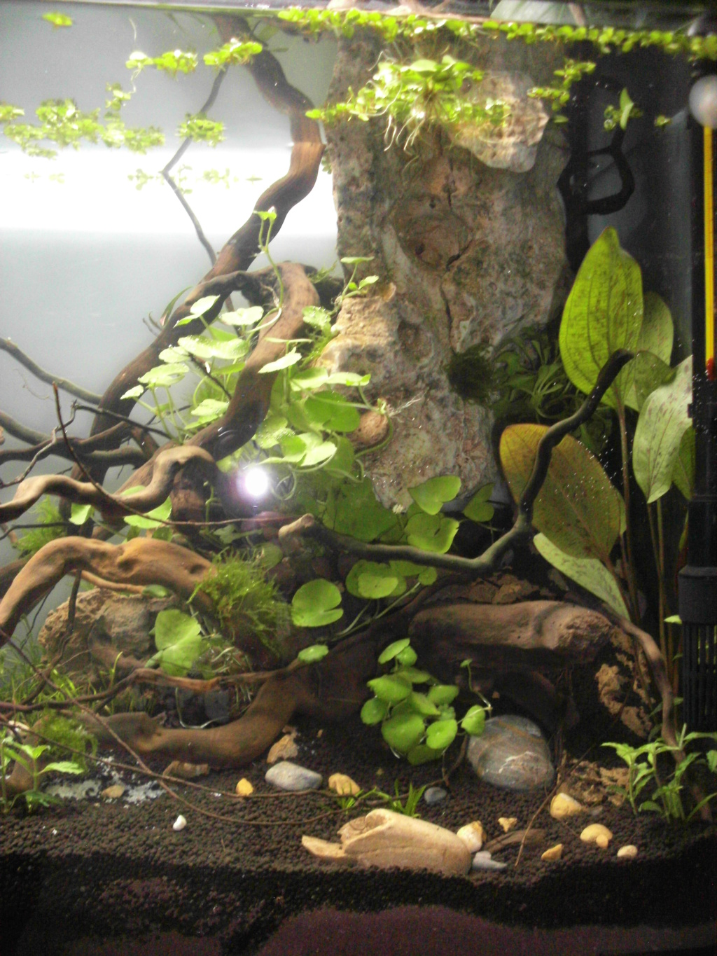 Amazonien 250L - Page 2 Imag0041