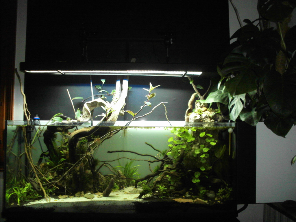 Amazonien 250L - Page 2 Imag0043