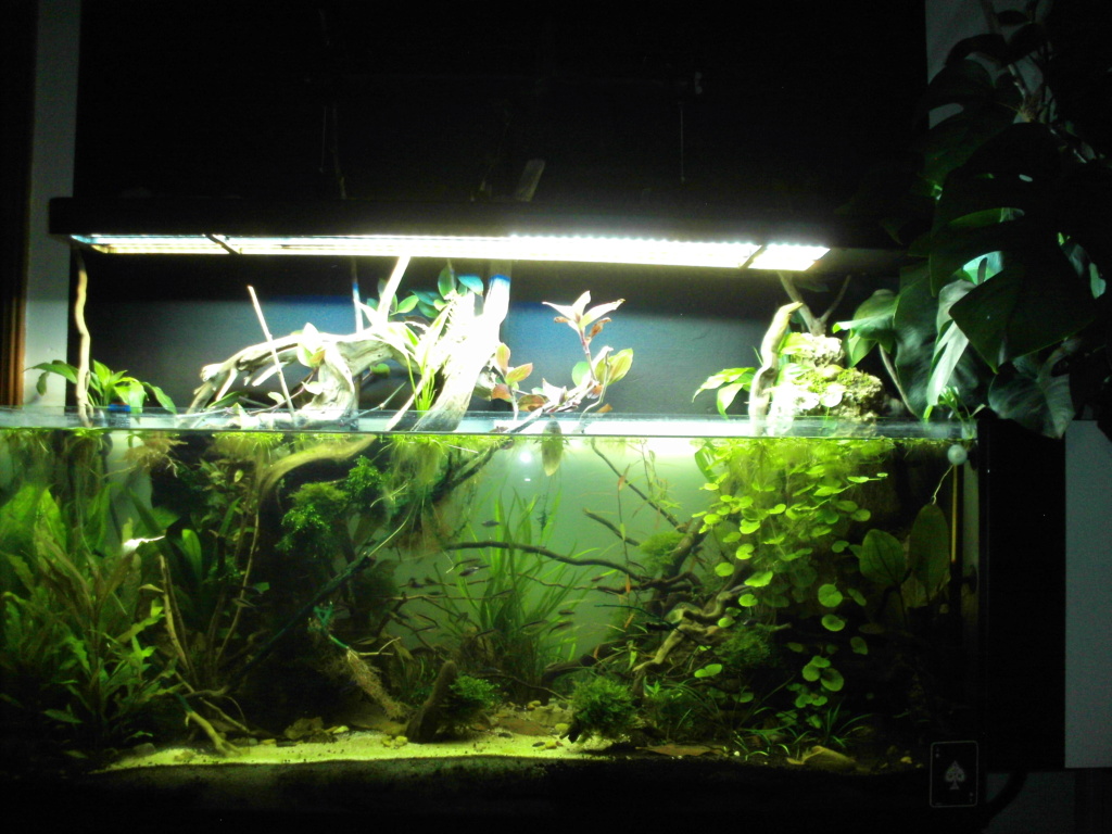 Amazonien 250L - Page 2 Imag0077