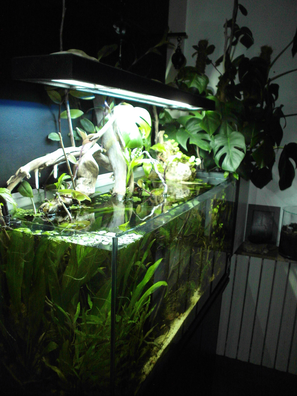 Amazonien 250L - Page 2 Imag0096