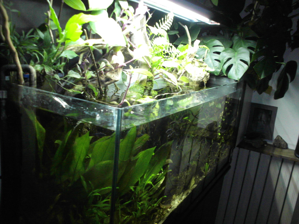 Amazonien 250L - Page 2 Imag0126