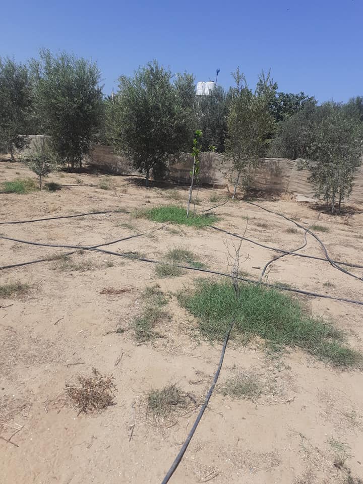 ارض للبيع ١٥٥٠ متر مزروعة زيتون وفيها خظ مياه بلدية القرارة صلاح الدين ارض ابو عيد 24070411