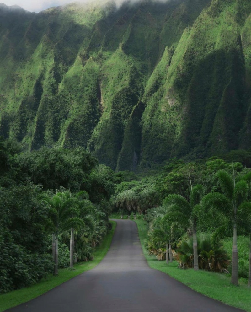 Green Hills in Oahu, Hawaii   Photographer Robert Law. Phot1122