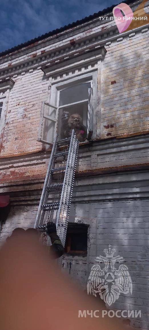 Во время пожара в Семёнове сотрудники МЧС вытащили из горящей квартиры двух шпицев Phot1271