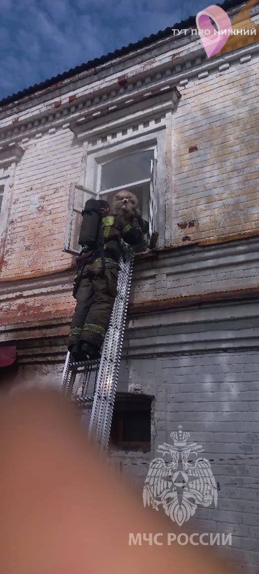 Во время пожара в Семёнове сотрудники МЧС вытащили из горящей квартиры двух шпицев Phot1272