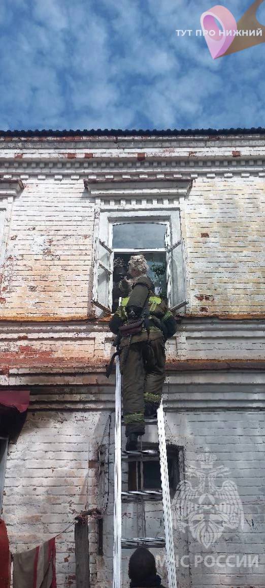 Во время пожара в Семёнове сотрудники МЧС вытащили из горящей квартиры двух шпицев Phot1273