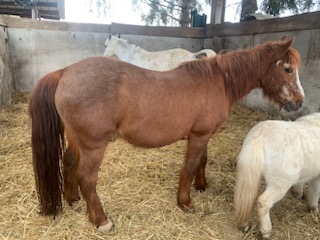 HOUBLI - OI poney né en 1995 - adopté en mai 2014 par Gaëlle Img_7311