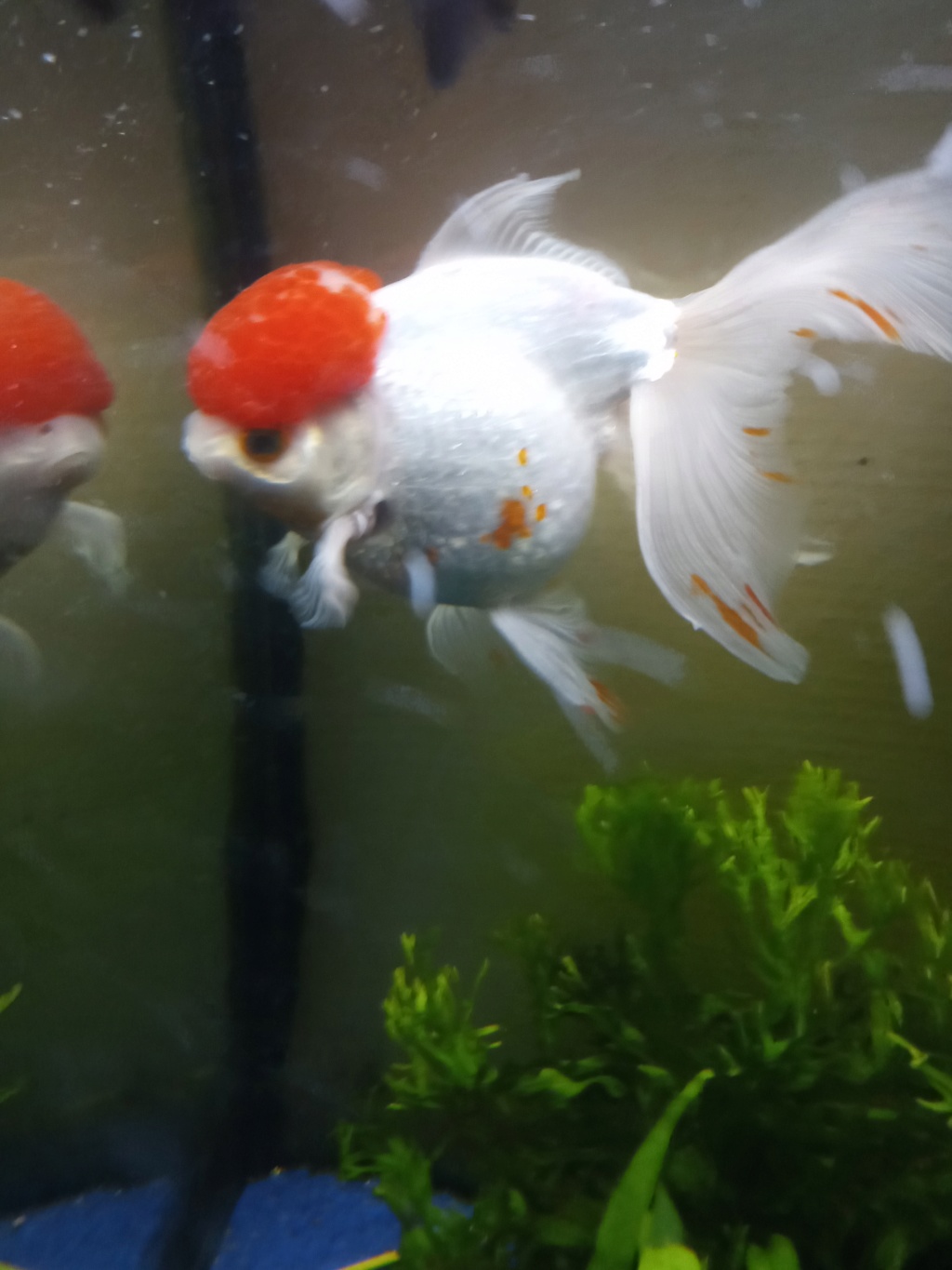 DONNE - donne poisson rouge redcap  japonais devenu trop gros Boudha13