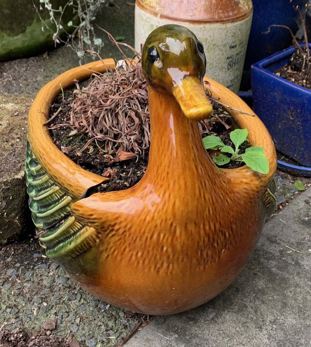 Name the duck... Img_7112