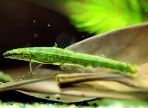 poisson Green Darter Tetra (Ammocryptocharax elegans) Ammocr11