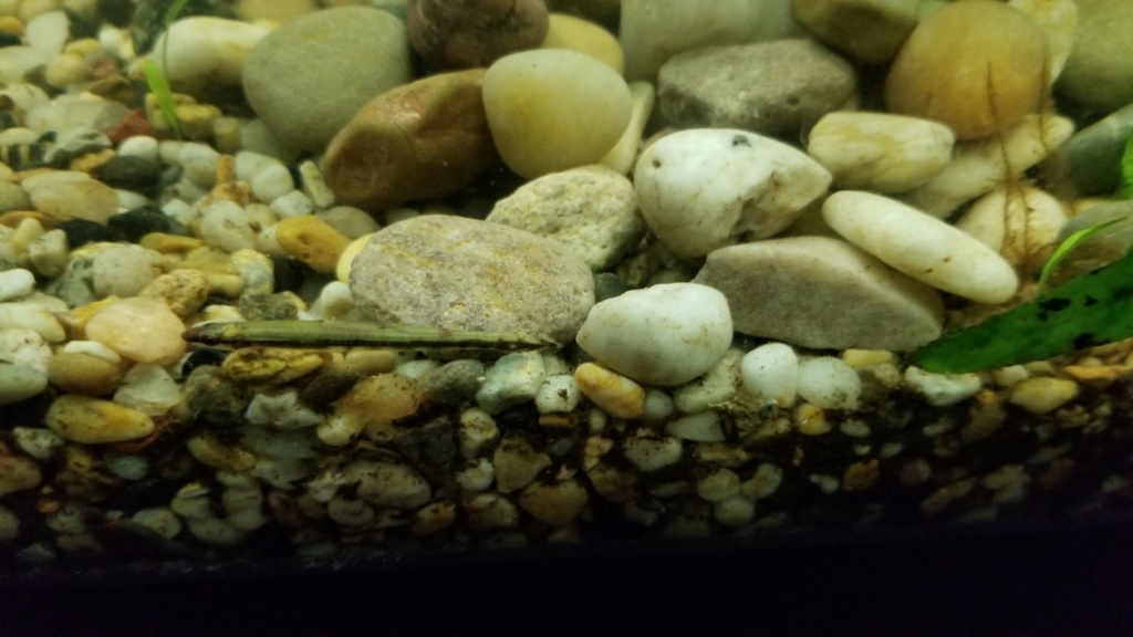 poisson Green Darter Tetra (Ammocryptocharax elegans) Camzol10