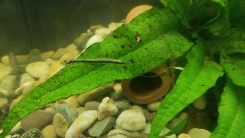 poisson Green Darter Tetra (Ammocryptocharax elegans) Camzol11