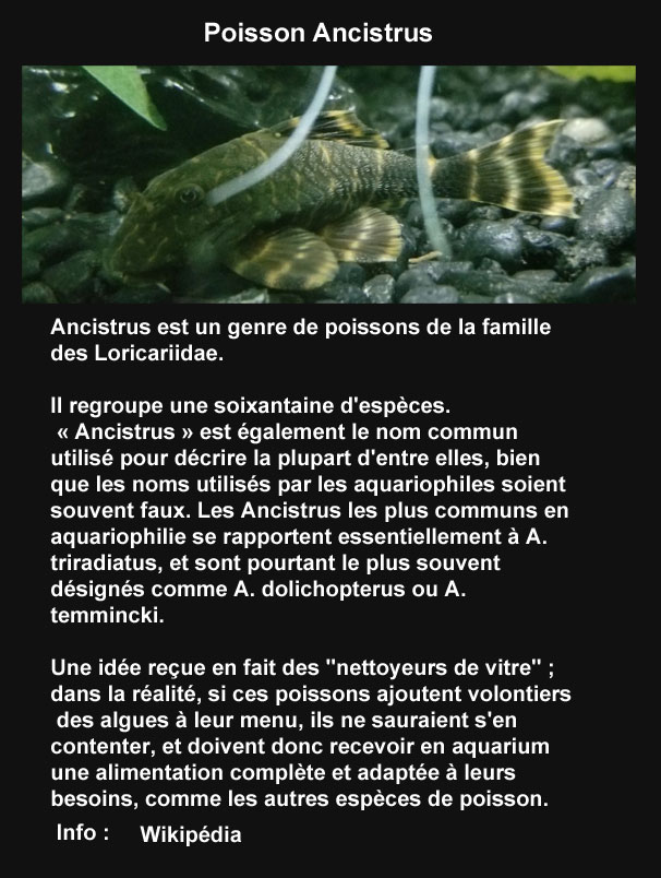 Un incontournable le poisson Ancitrus  Dossie10