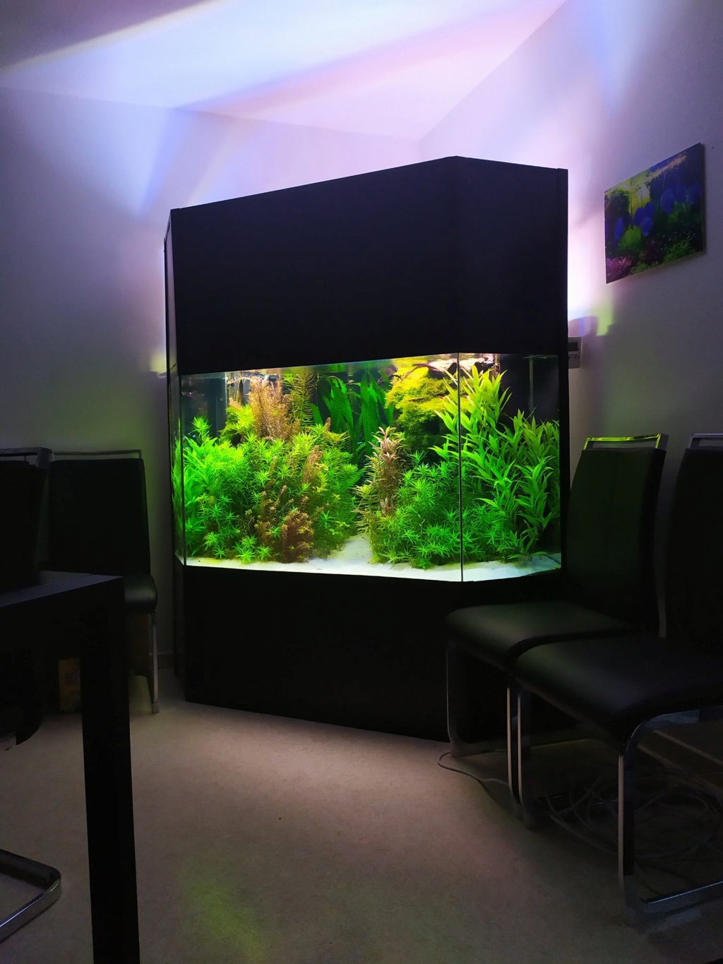 L'emplacement des plantes dans votre aquarium  Fou_2012