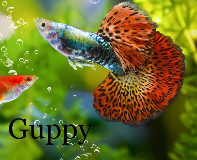 Assez souvent beau poisson pour débutant le Guppy Gouopp10