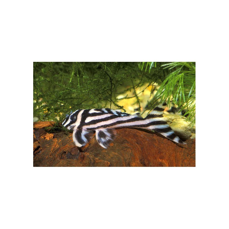 Zebra pleco (L046) Un poisson dispendieux mais qu'elle classe !!! Hypanc10
