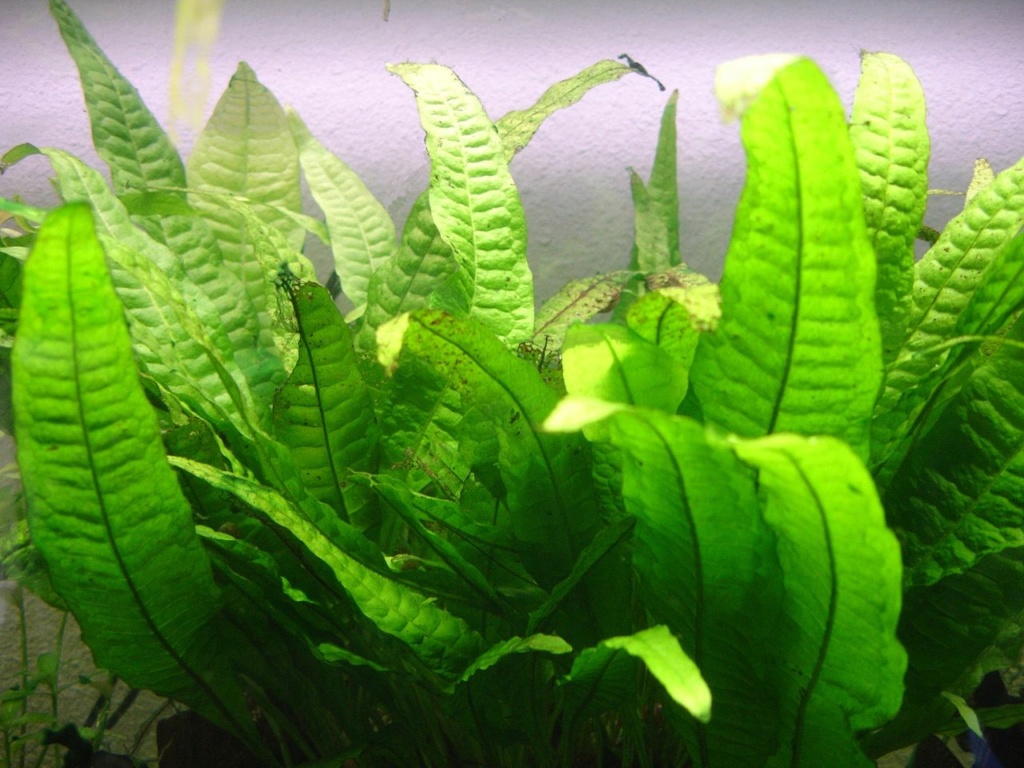 Microsorium pteropus Plante16