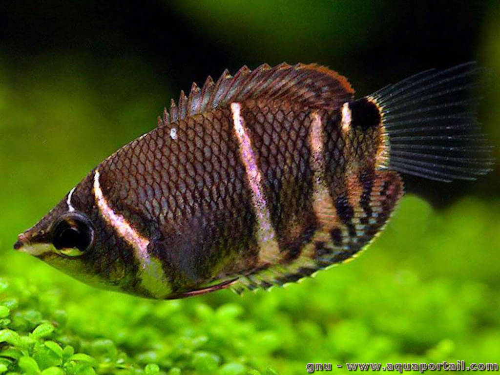 Poisson Sphaerichthys osphromenoides : Gourami chocolat Sphaer10